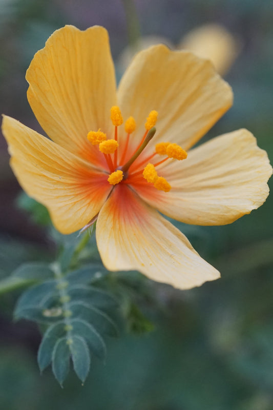 Plant love - Lumenrose