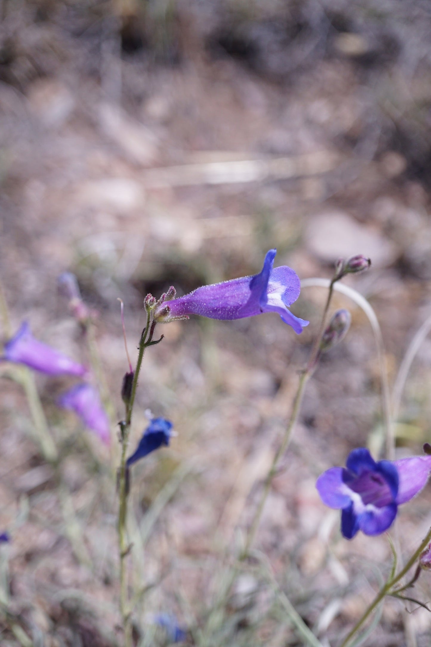 lavender turquoise + cochise beardtongue necklace - Lumenrose
