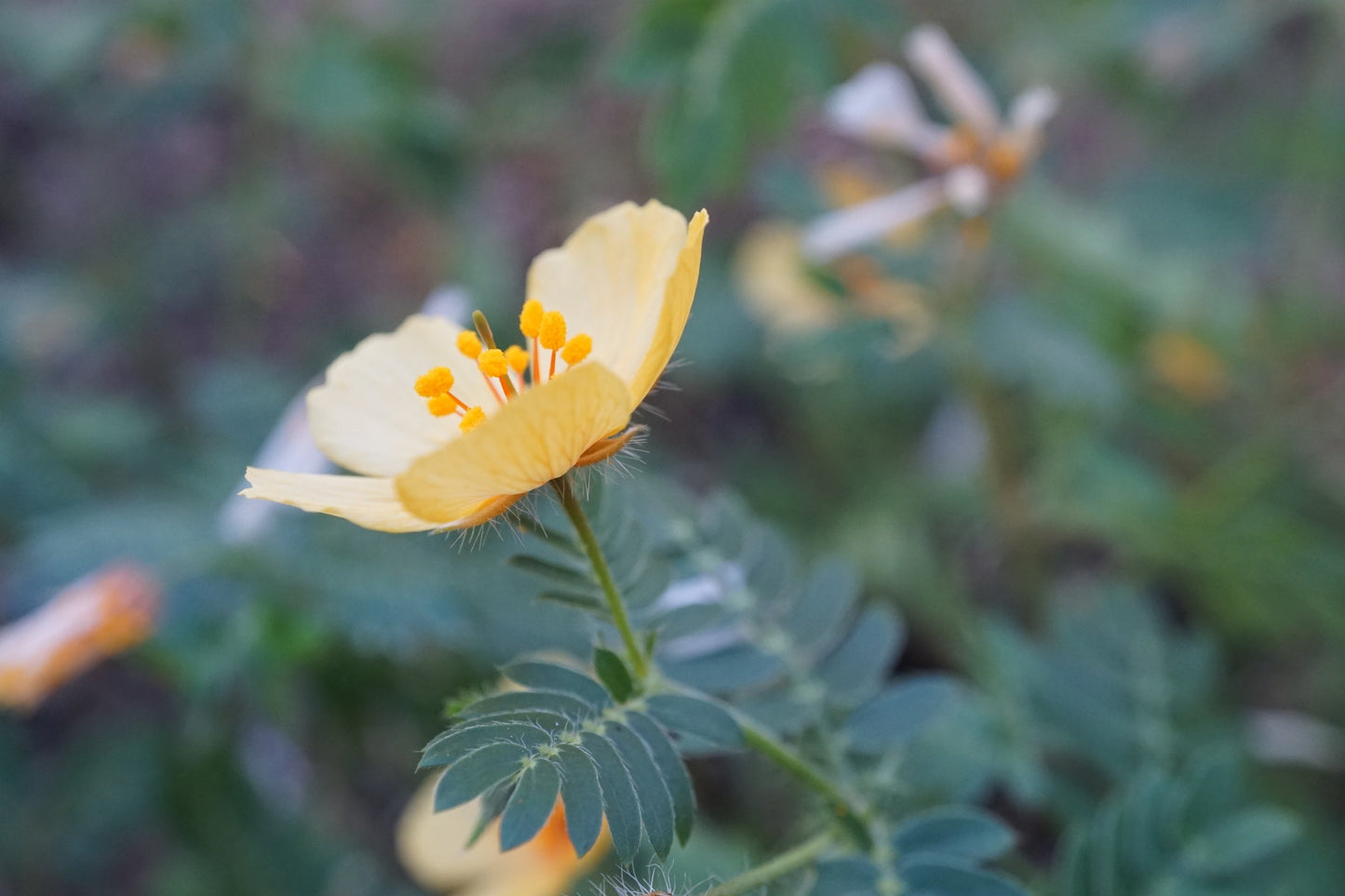carnelian arizona poppy necklace - Lumenrose